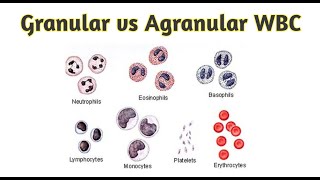 Granular amp Agranular wbc [upl. by Dorene]