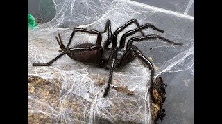 Macrothele gigas Japanese Funnel Web maintenance routines uploaded [upl. by Nylisoj280]