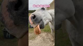 Sprechendes Pferd 🐴 Gib mir ein Lekkerli 💩🤬🥳🖕funnyhorse lustigetiere [upl. by Krug]