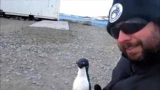 Close encounter with an Adelie penguin [upl. by Sidra]