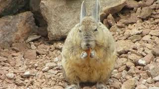 dont disturb the viscacha eating [upl. by Meyeroff]