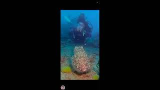 UNDERSEA VIEW WITH HUGE CATTLE FISH  WH [upl. by Eixid209]