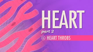 The Heart Part 2  Heart Throbs Crash Course Anatomy amp Physiology 26 [upl. by Tillo584]