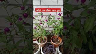 Gomphrena Plant care tips gomphrena [upl. by Nosnaj671]