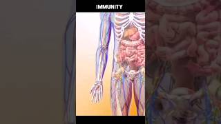 3D animation of human body 3danimation anime shorts [upl. by Malik]