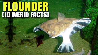 Flounder 🐟 10 FACTS You NEVER KNEW [upl. by Buddy]