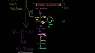 Oxidative Deamination of Amino acids shortsdoctor biochemistry neet pw proteinmetabolism [upl. by Jankey]