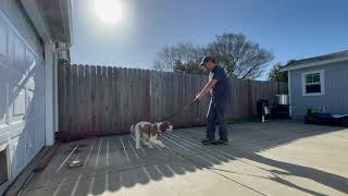 Dog Training  Loose Leash Walking Exercise with Coco [upl. by Sucramad]