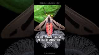 Creatonotos Gangis  The Alien Moth [upl. by Eido]