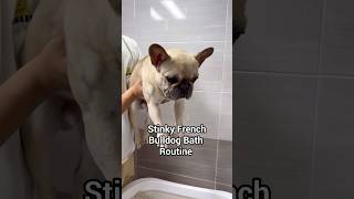 Stinky French Bulldog Takes A Bath 🧽😦 [upl. by Moriyama]