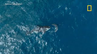 Rare footage captures lone orca killing great white shark [upl. by Meridith]