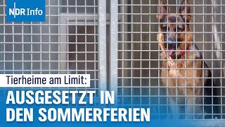 Ferien und Sommerzeit Tierheime am Limit und kein Ende in Sicht  NDR Info [upl. by Cirded]