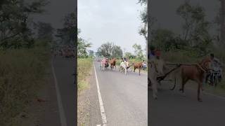 Chinchani maidana bull marathi horse horseracing [upl. by Raff422]