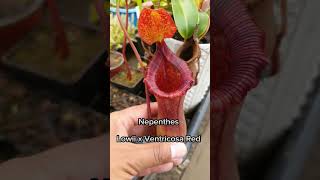 Nepenthes Lowii x Ventricosa Red carnifans plantascarnivoras [upl. by Pleasant]