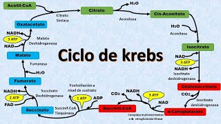 Ciclo de Krebs [upl. by Sackman852]