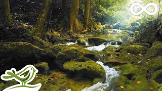 Relaxing Music with Birds Singing  Beautiful Piano Music amp Guitar Music by Soothing Relaxation [upl. by Lissy]