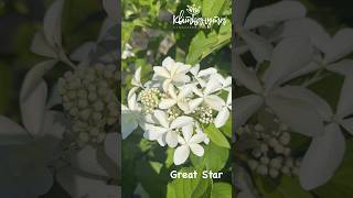 Hydrangea Paniculata Great Star [upl. by Marian]