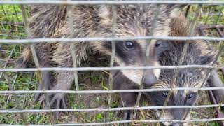 Dispatching 2 little Raccoonstrapdispatchhuntinganimalssurvivalhuntervarmintfyp [upl. by Lazaruk]