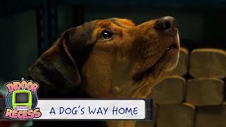 Bring Your Pet to Work Day  A Dogs Way Home  Indoor Recess [upl. by Fawn553]