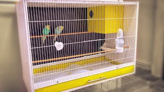 Breeding Cages For Birds  DIY Craft  Nesting [upl. by Adnahsam504]