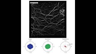 Anisotropy of photoelastic granular material under isotropic compression [upl. by Alphonse663]