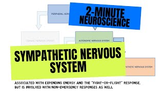 2Minute Neuroscience Sympathetic Nervous System [upl. by Akineg968]