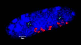 ZEISS ELYRA  3D superresolution imaging of meiosis in rye Secale cereale [upl. by Line]