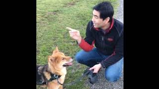 Loki the Shiba Inu extremely skittish Protecting your dog is important [upl. by Burnight]