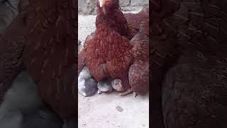 chicks🐣hen hiding her chicks underviral trendingshorts [upl. by Nossaj]