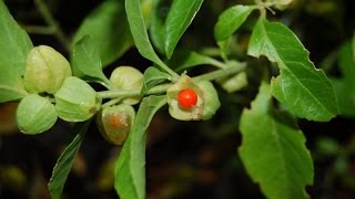 Ashwagandha or Withania somnifera  Medicinal Plant [upl. by Ormiston]