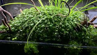 Hydrocotyle Tripartita growing out of the water Heavily planted tank [upl. by Effie866]