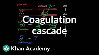 Coagulation cascade  Human anatomy and physiology  Health amp Medicine  Khan Academy [upl. by Avaria]