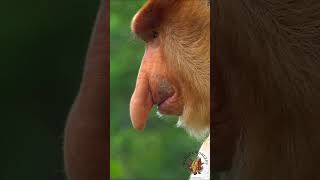 The Proboscis Monkey Nasalis larvatus [upl. by Leinod]