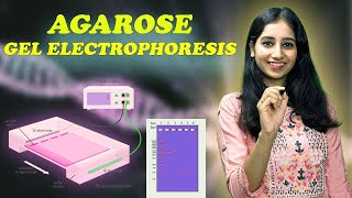 AGAROSE GEL ELECTROPHORESIS I Technique  Complete Details [upl. by Bartko]