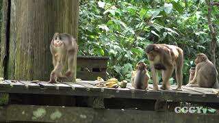 Feeding time at Sepilok Orangutan Sanctuary Sabah Malaysia  Feat PigTailed Macaque [upl. by Rumilly476]