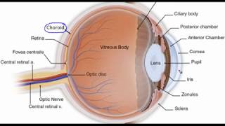 Eye anatomy [upl. by Rehprotsirhc239]