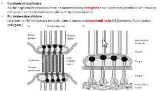 Giunzioni aderenti Emidesmosomi [upl. by Aihseket]