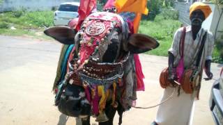 Boom Boom Maadu  Coimbatore December 2016 [upl. by Vigen]