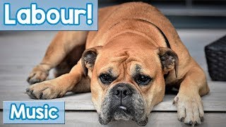 Soothing Music for Dogs in Labour Relaxing Music to Calm and Soothe Your Dog While They Give Birth [upl. by Bodwell550]