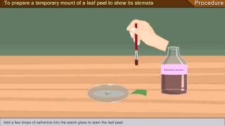 To prepare a temporary mount of a leaf peel to show its stomata [upl. by Einapets]