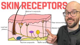 Sensory Receptors of the Skin  Integumentary System [upl. by Adlen]