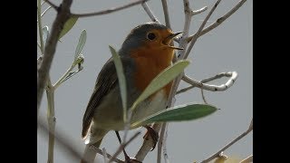 Κελάηδημα κοκκινολαίμη  Erithacus rubecula [upl. by Astri]