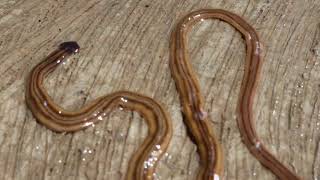 PLANARIA CABEZA DE MARTILLO Bipalium kewense [upl. by Calondra294]