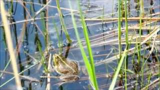 Love frogs very talkativeGrenouilles amoureuses très bavardes [upl. by Mercer138]