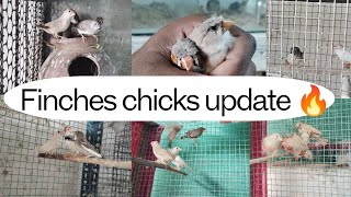 Finches Chicks update 🔥in tamilsjbirdsworld9553 finches sales finchbusiness [upl. by Ilojna]