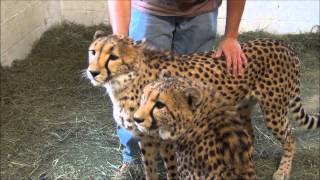 Cheetahs with Luke at Southwicks Zoo in Mendon MA [upl. by Nived]