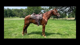 Chestnut Missouri Foxtrotter Gaited Trail and Show Gelding For Sale [upl. by Rakabuba248]