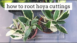 propagating hoya plants from cuttings  simple and easy method [upl. by Fortunia912]