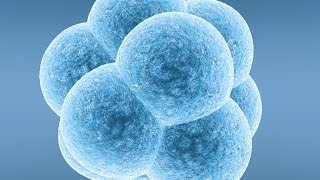 Blastocysts  5 Things IVF Patients Should Know [upl. by Anatak]