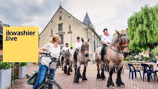 Belgische Trekpaarden in SintPaulus Paardenprocessie afgeslankt in 2021  ikwashierlive in Opwijk [upl. by Gussman]